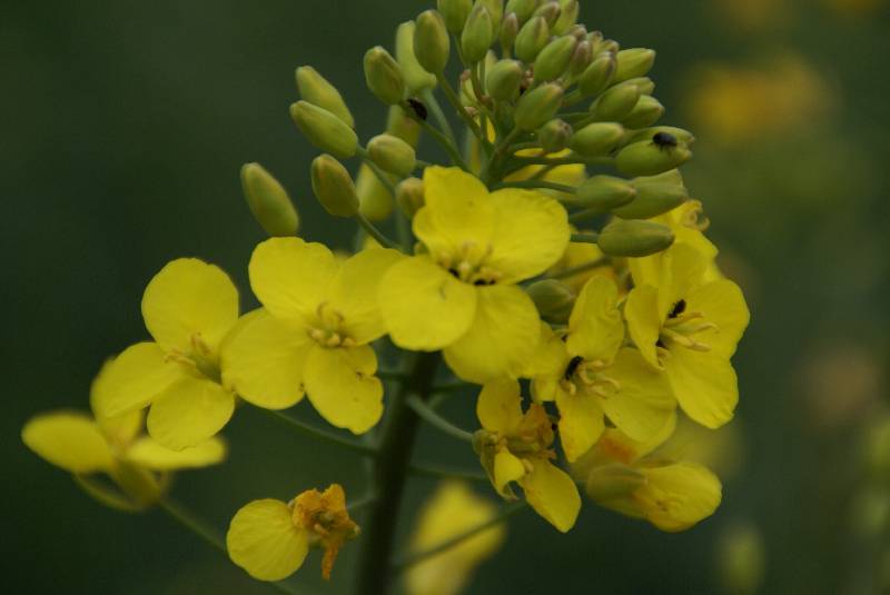 Unser Orchideenpark Bild Nr.018